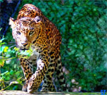 Digital paintings hunting-leopard.