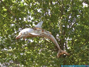 Dolphin welded sheet steel garden Sculpture.