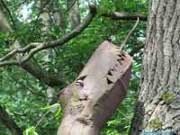 Steel sculpture lizard clambers on the tree.