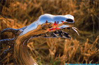 The steel dragons on the stubble field.