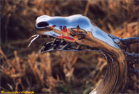 Dragons in the daybreak on the stubble field.