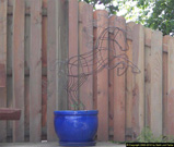 Wire horse garden Sculpture trellis with capuchin press.