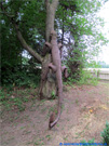 Stahlskulptur Echse klettert auf den Baum.