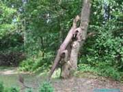 Stahlskulptur Echse klettert auf den Baum.