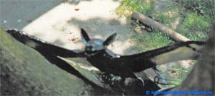 Mausohrfledermaus.