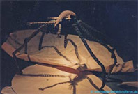 Kettenspinne.