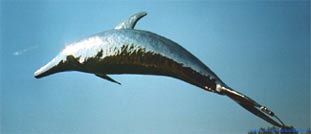 Schwingender Delfin Flipper.