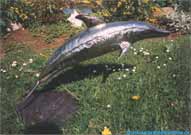 Schwingskulptur Delfin.