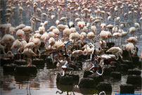 Stahldrachen mit Flamingos.